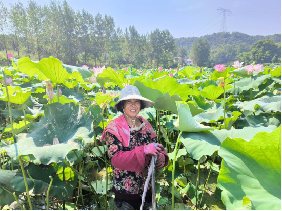 春秋鄉：“蓮”連豐收    特色產業賦能鄉村振興